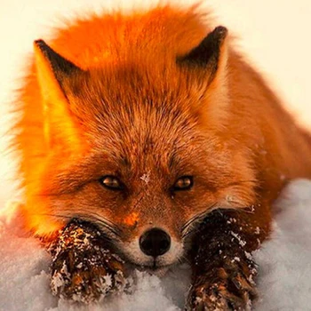 

Diy Diamond Painting Diamond Mosaic 5D Sets For round diamond Embroidery Needlework Handmade Crafts Home Decoration fox zz
