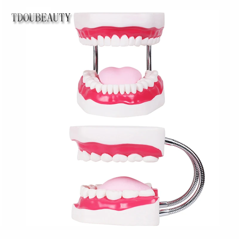 Beste TDOUBEAUTY Zes Keer Vergroting Volledige Mond Model Tand Onderwijs Model Dental de hoogwaardige Presentatie Gratis Verzending