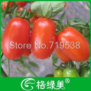

Red tomatoes bonsais vegetable 100pcs
