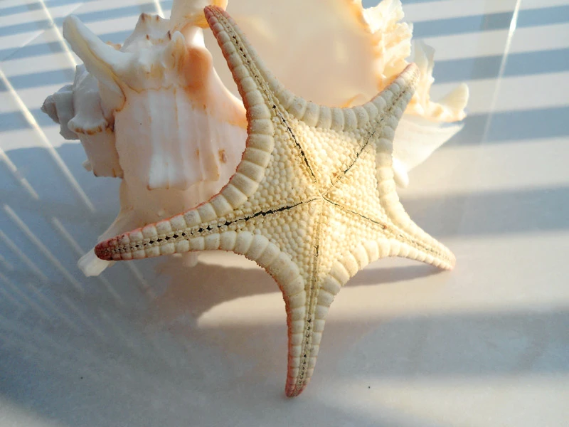HappyKiss The deep small starfish Red sea star Flat высушенные особи реквизит для фотосъемки с пятью