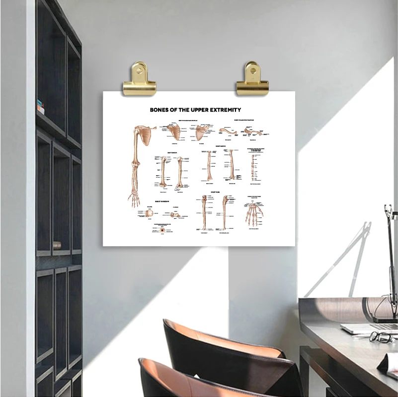 collar bone medical illustrations wall art print