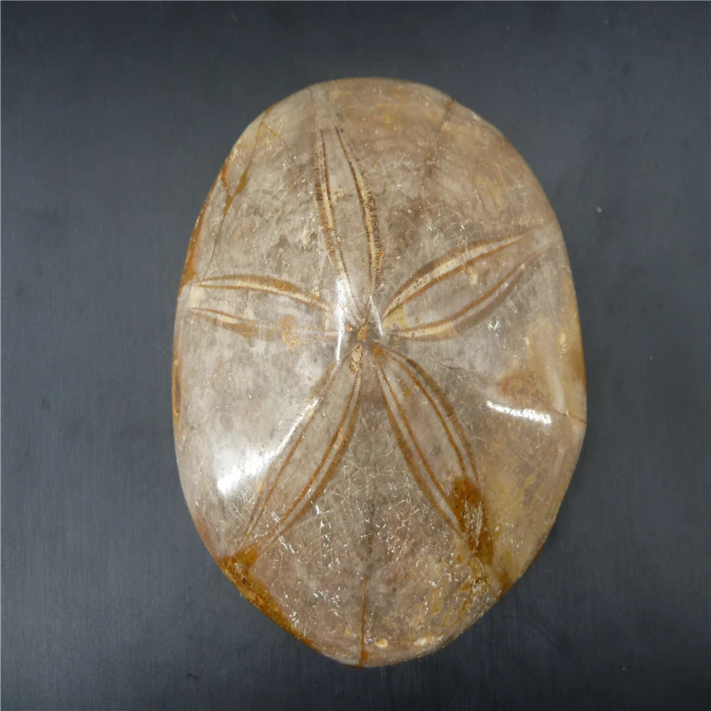 

Natural Starfish fossil crystal specimen T945