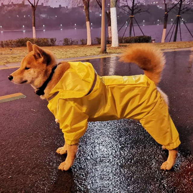 dog in yellow raincoat
