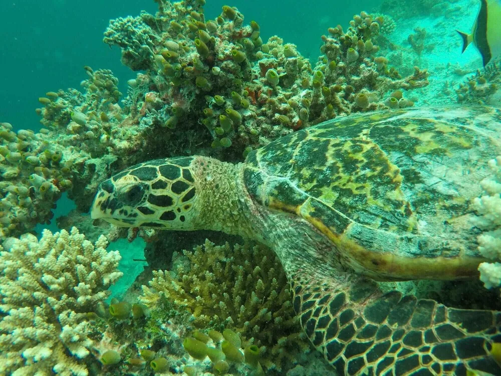 40 м подводный светодиодный светильник для видео для Gopro водонепроницаемая лампа для дайвинга супер яркая для GOPRO 7 SJCAM аксессуары для спортивной экшн-камеры