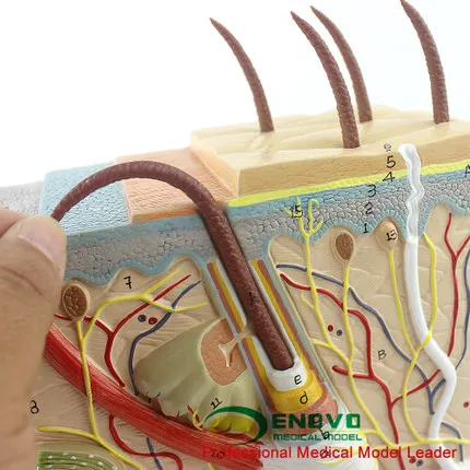 70 раз увеличить анатомическую структуру модели кожи человека и минимально инвазивной лицевой модели кожи косметической пластической хирургии