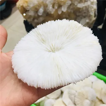 

10cm natural mineral white mushroom landscape layout, with natural embellishment sea home wedding decoration