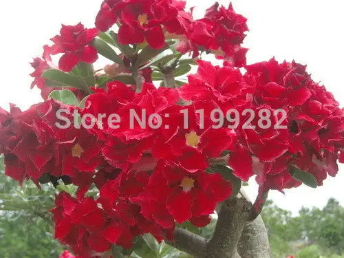 

100% Genuine " strawberrysunday " Adenium Obesum - 100 pcs - Bonsai Desert Rose Flower Plants