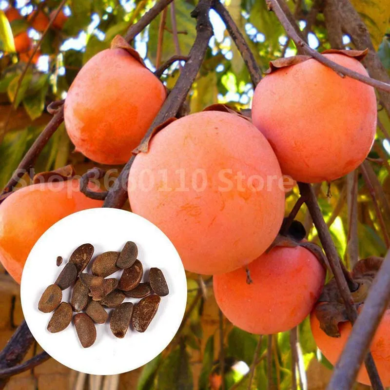 

30 Pcs Persimmon Bonsai Exotic Bonsai seedsplants outdoor Diospyros Kaki Fruit Tree Home Garden Plant Fruit Bonsai Potted plant