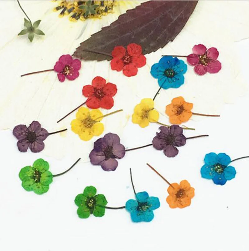 

100 шт прессованный высушенный цветок сливы с стеблем гербарий из растений для ювелирных изделий открытка чехол для телефона Аксессуары для ...