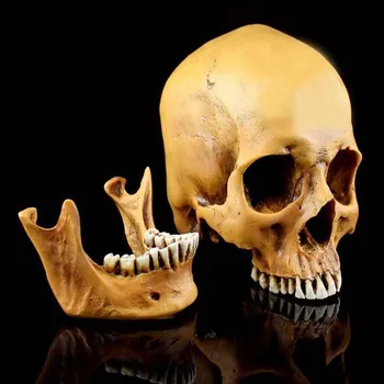 

Free Shipping Hot Sell High Simulation 1:1 White Beige Khaki Halloween Decorative Collective Resin Skeleton Human Skull Model
