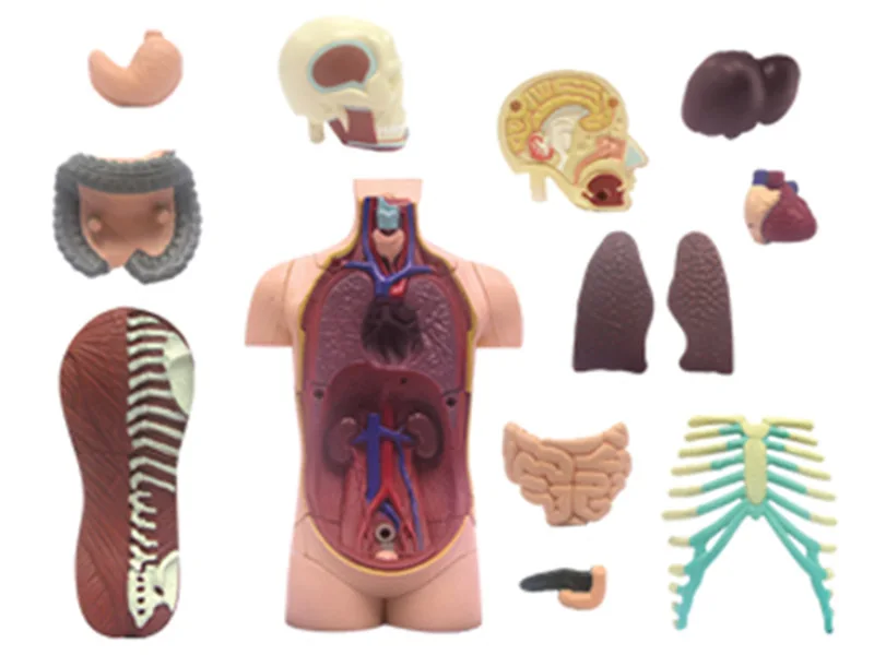 4d анатомическая модель туловища скелекон медицинская учебная помощь головоломка сборка игрушка лаборатория образование классное оборудование