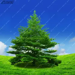 ZLKING 50 шт. китайский природный ландшафт ели бонсай Крытый декоративных деревьев сильная приспособляемость быстрого роста