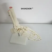 SHUNZAOR в натуральную величину, модель сустава стопы, модель скелета человека, модель стопы и лодыжки человека, анатомическая модель скелета в натуральную величину
