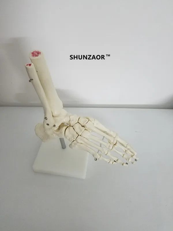 Life Size joints and bones of foot anatomy Human Foot and Ankle Model with shank bone Anatomical Models