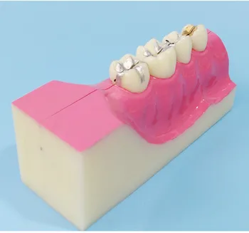 

Human Oral Teeth Model Human Teeth Anatomy Model Anatomical Teeth Model Medical Anatomical Models Dentist Teaching Supplies
