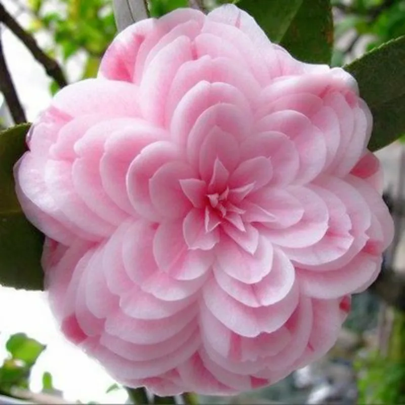 Free get 20 coupons 50 pieces bag Camellia seeds Camellia flowers seeds 24kinds color for chose
