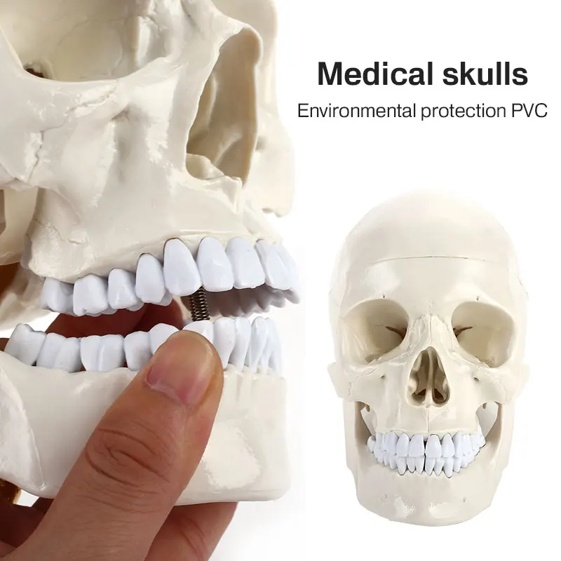 

Skull Teaching Model Skeleton PVC Human Manual Sculpture Anatomy Calvaria Study Engraving Parietal Anatomical