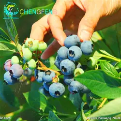 Американские BLUEBERRY фрукты бонсай, Всхожесть 95% +, (20 черника бонсай), бесплатная доставка