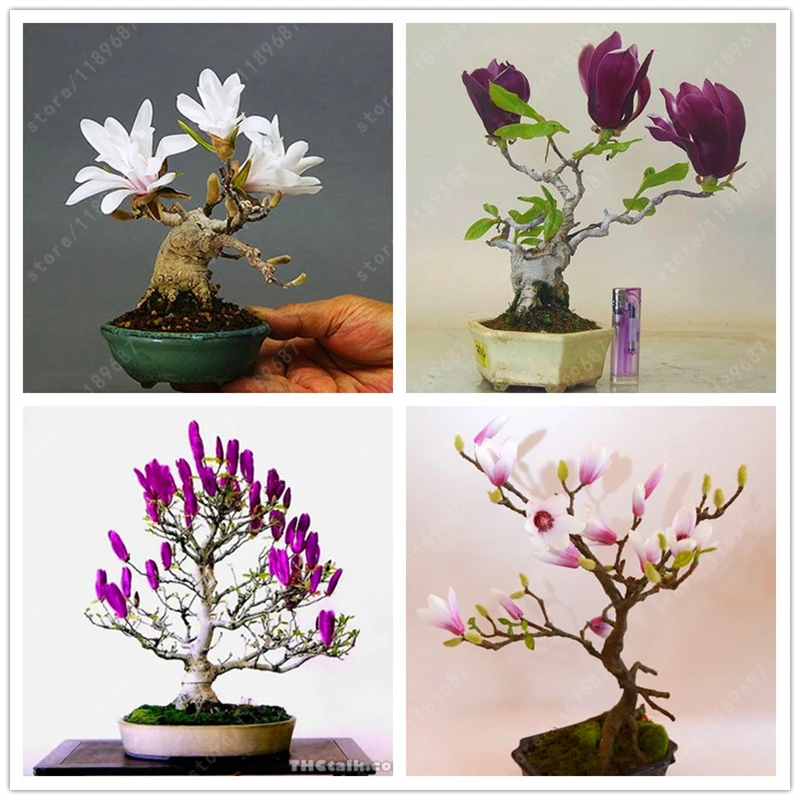 

Magnolia bonsai,rare potted flower tree flores,home and garden decoration plant,easy to grow,30pcs/bag