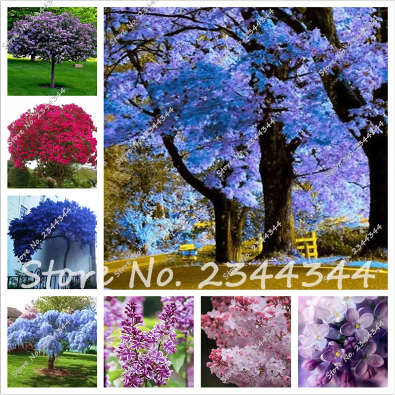 Buy 100 colorful bonsai lilac seed Japanese Lilac