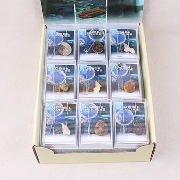 

Marine Life Paleontological Fossil Specimen Mineral Fossil Specimen Biological Fossil Specimen Mineral Fossil Teaching Materials