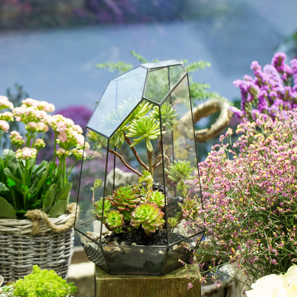불규칙한 탁상용 즙이 많은 식물 유리 기하학의 Terrarium 상자 화분 창문 창틀 DIY 화분 Moss 고비 소형 Bonsai