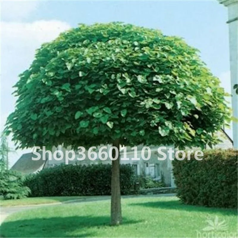 50pcs Exotic Bonsai Tree Catalpa Planta Japan Heirloom Nature Potted