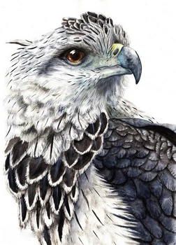 

Modern handmade painting eagle portrait on oil canvas for living room decor and wallpaper