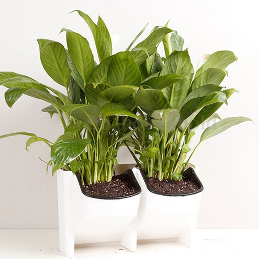 4x Indoor Outdoor Wall Hanging Planter Box 2 Pocket Plant Herb Pot Bed White
