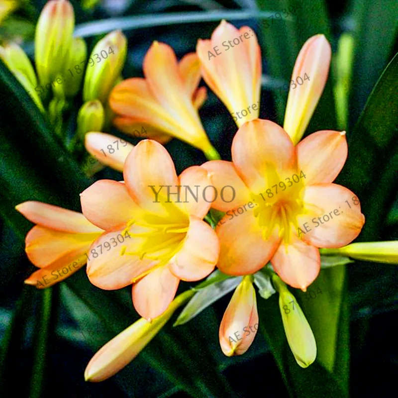 100 шт./пакет великолепный цветок Clivia бонсай(кафира Лилия), идеально подходит для дома и сада цветочный горшок, Красивая редкий завод - Цвет: 10