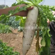 

Update white radish bonsais 10pcs selling organic vegetable bonsais