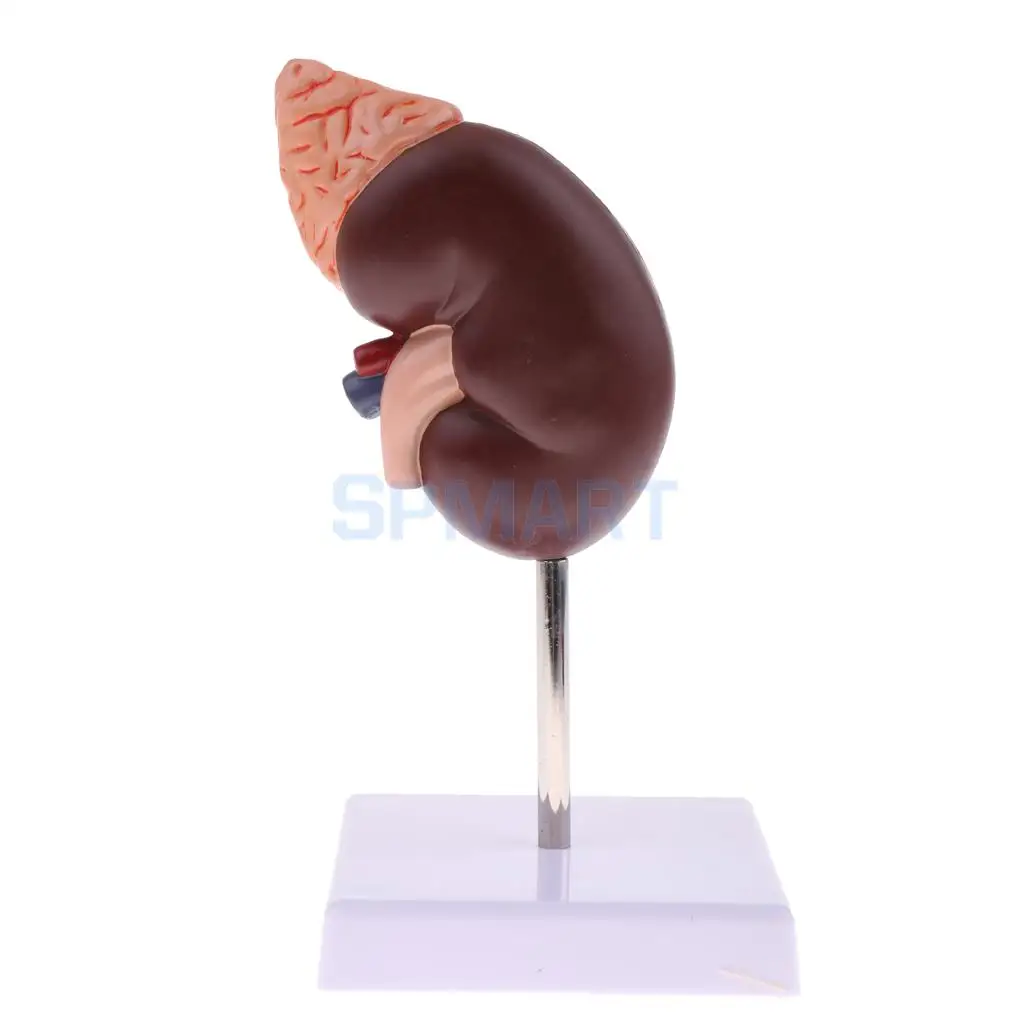 1:1 Human Removable 2 Parts Kidney with Adrenal Gland Anatomical Model