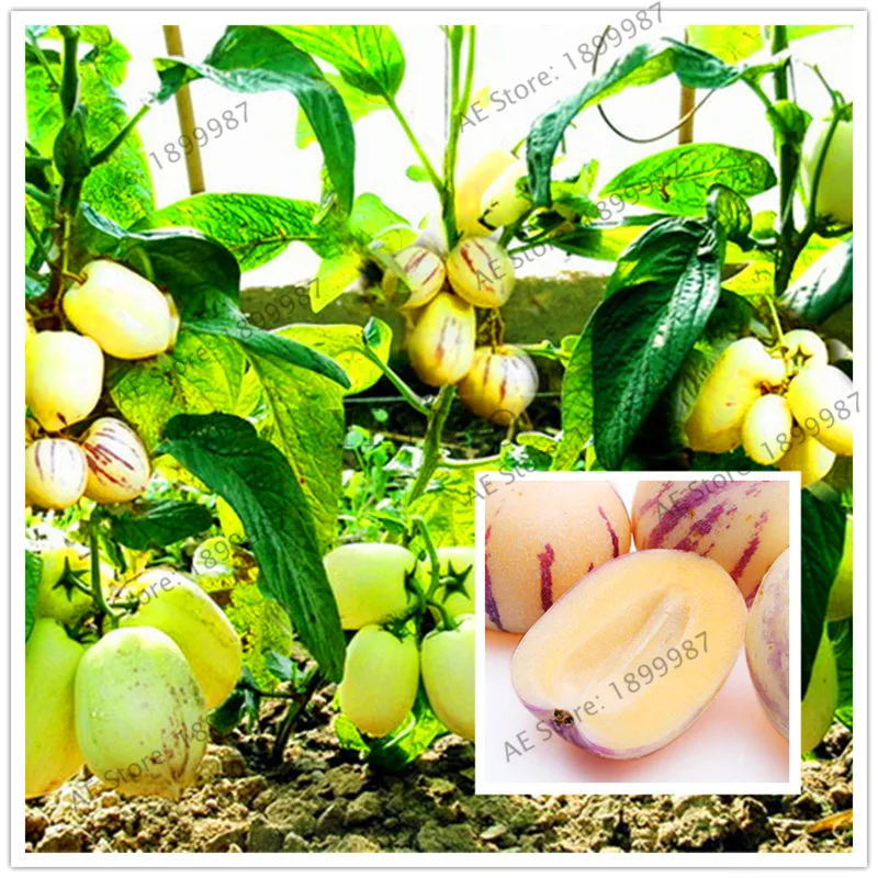 

Rare fruit ginseng fruit, mini sweet melon bonsai,high nutritional value, potted plants planted in the home garden,107pcs.
