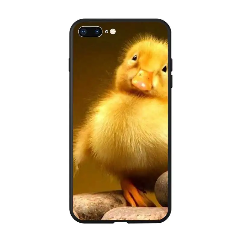 duck10