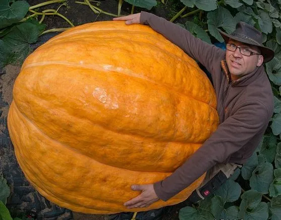 

Giant Pumpkin bonsai Weight Up To More Than Pounds Of Vegetable bonsai 10pcs