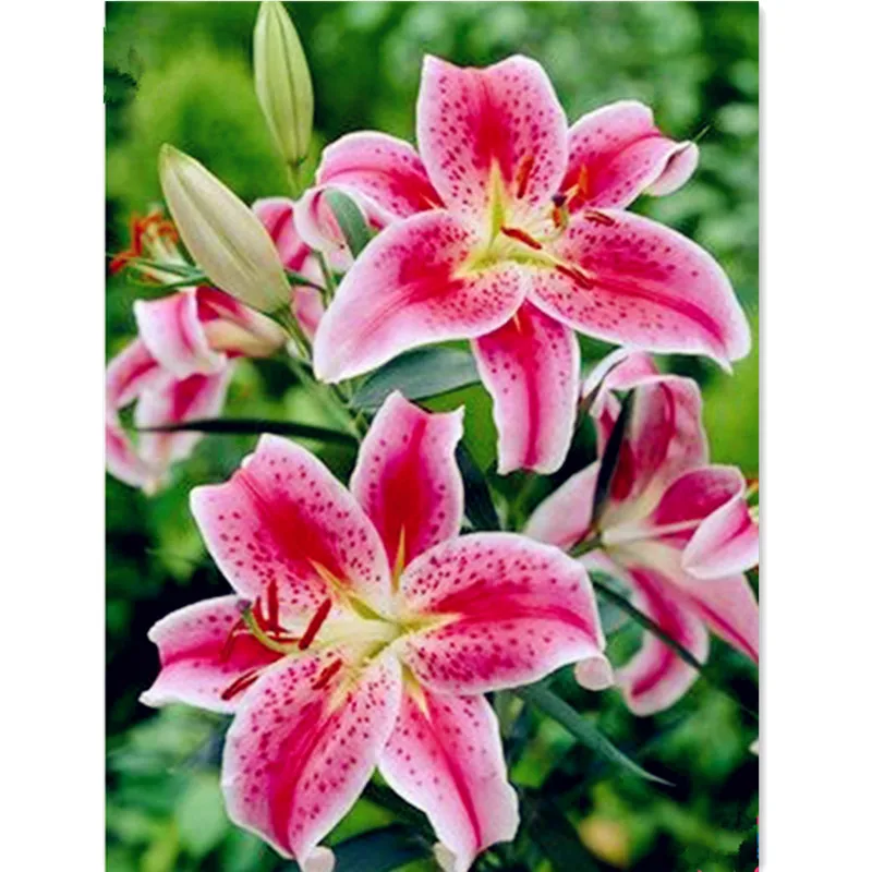 

New Custom Diamond Embroidery flower scenery 5D Diy Diamond Painting completely Lily Crystal Mosaic Pictures Handicraft Pictures