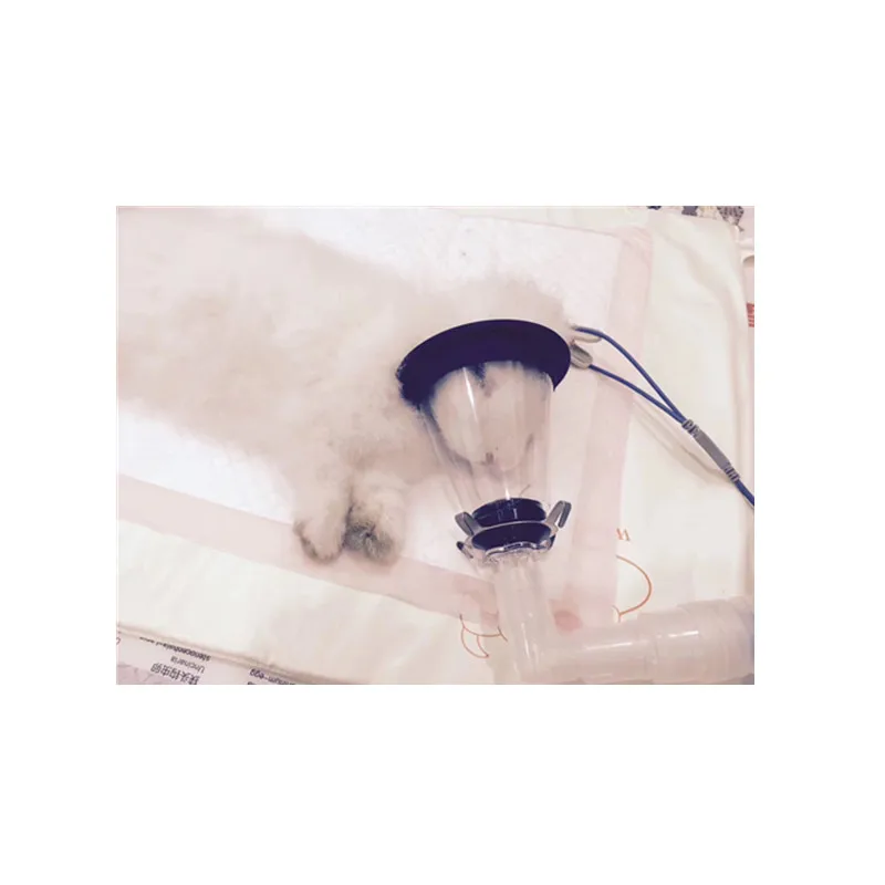 rabbit mask-1