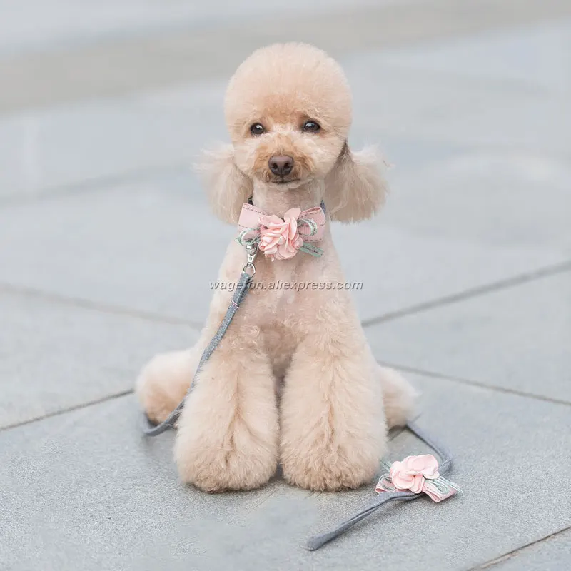 7 dog collar girl 