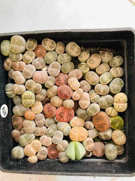 

Rare Mix Lithops Bonsa Living Stones Succulent Cactus Organic Garden Bulk Bonsai plant For Indoor Succulent Plants-002