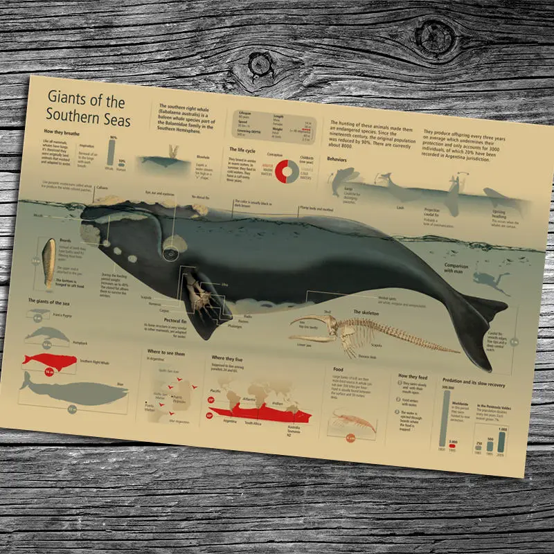 

Graphic whale science Paint Vintage Kraft Poster retro bar cafe living room wall sticker