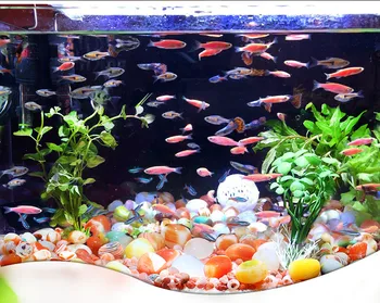 

1000g Yuhua stone natural qingcang stone wholesale pavement stone multi-meat planter fish tank turtle color