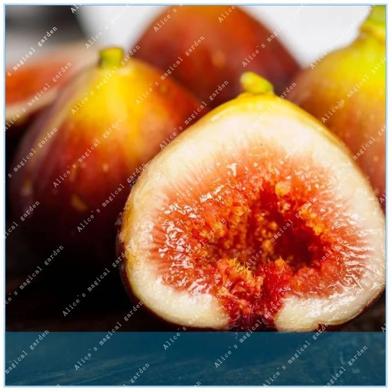 

Sweet Honey 50 Pcs Fig Tropical Seeds Ficus Carica Bonsai Rare Fruit Home Planting (Purple)
