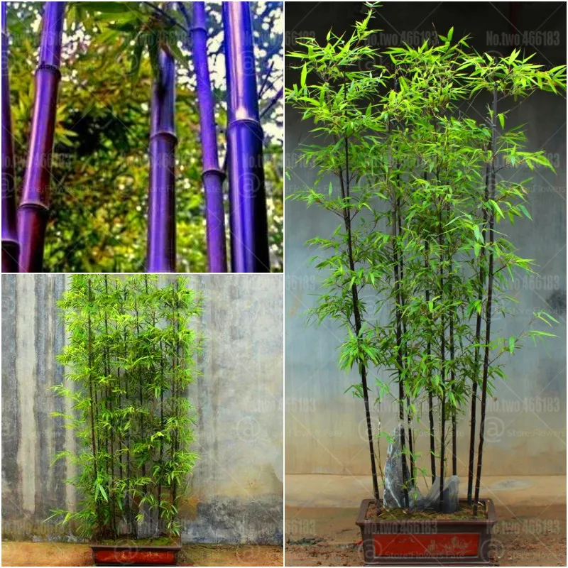 

40Pcs Bonsai purple bamboo bonsai plants rare Phyllostachys nigra perennial bambu decoration home garden potted plants