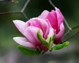 Magnolia flos க்கான பட முடிவு