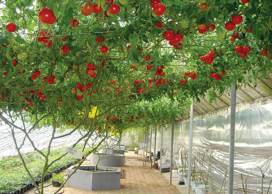 25 Particles Tree Tomato Seed Shu Fan Qie Fruit Seed Garden