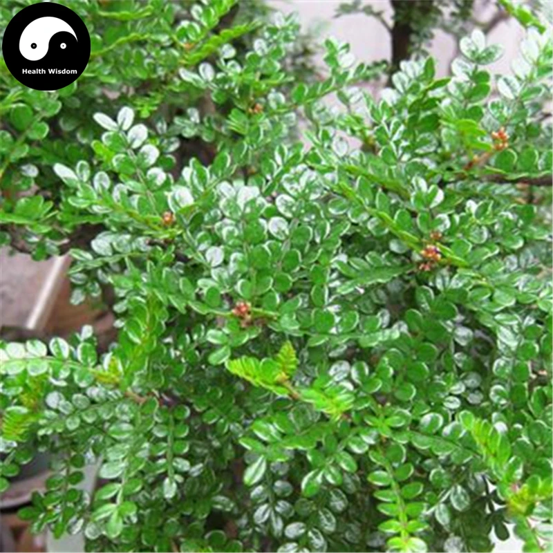 Купить Pistacia Weinmannifolia дерево Semente 60 шт. завод Pistacia Weinmannifolia для Цин Сян му