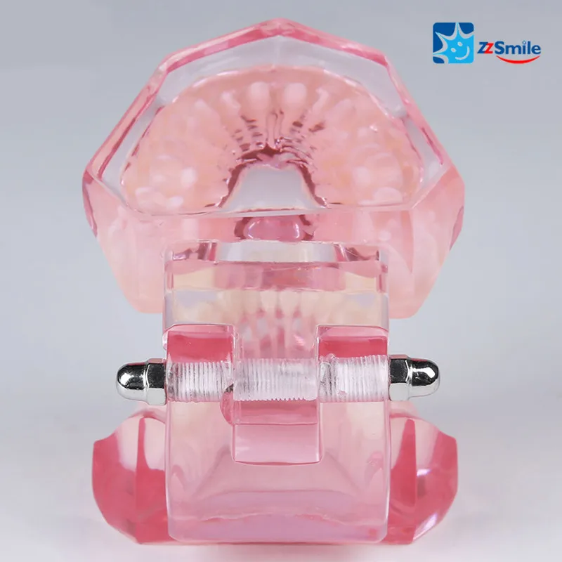 

Orthodontics Model with Ceramic Bracket/Dental Teeth Study Model M3002