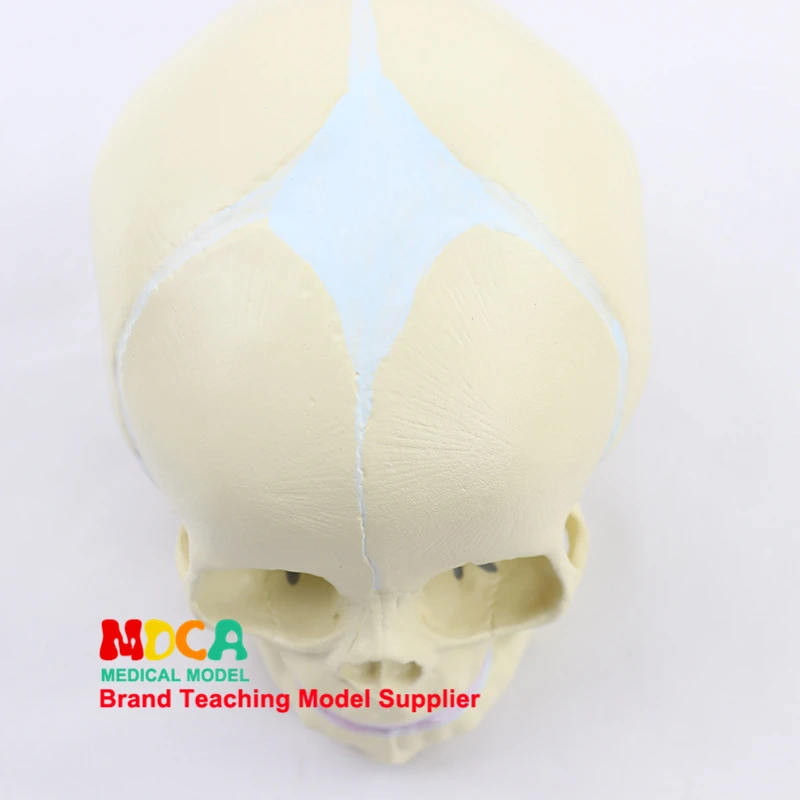 Fetal skull model infant skull bone human.skull model medical MTG002