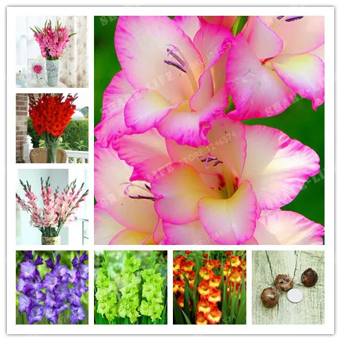 

2 Bulbs True Color Mixing Gladiolus Bulbs Beautiful Gladiolus Flower Bonsai Flower Symbolizes Longevity Plant Garden