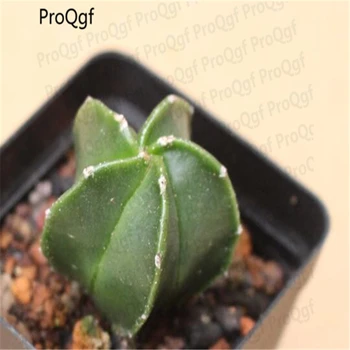 

Proqgf 3Pcs A Set Astrophytum myriostigma Mini